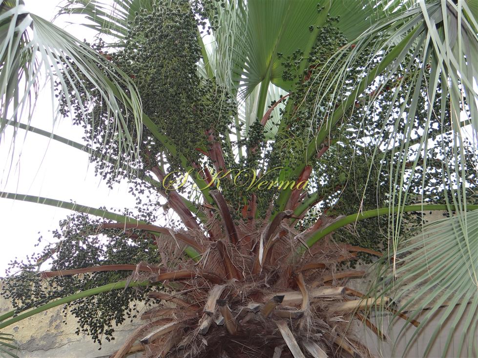  Plant bearing inflorescences